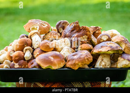 Boletus edulis, penny bun o porcino è selvaggio di funghi commestibili. Mazzetto di casa prelevato wild Boletus Edulis Mushroom fungo su erba di prato prato. Foto Stock