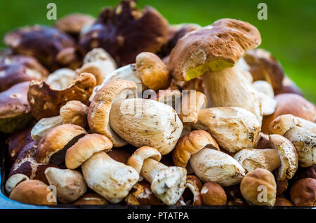 Boletus edulis, penny bun o porcino è selvaggio di funghi commestibili. Mazzetto di casa prelevato wild Boletus Edulis Mushroom fungo. Struttura di un mucchio di prodotti commestibili f Foto Stock