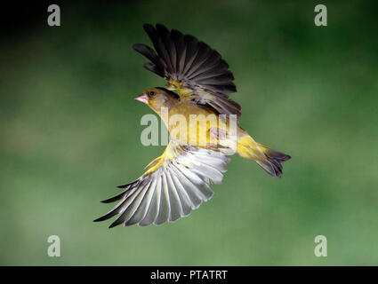 Verdone,Carduelis carduelis, catturati in volo Foto Stock