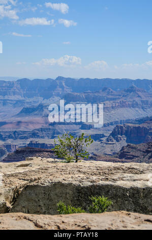 Il Grand Canyon in un pomeriggio d'estate i primi di agosto, vicino deserto vista torre di avvistamento. Foto Stock