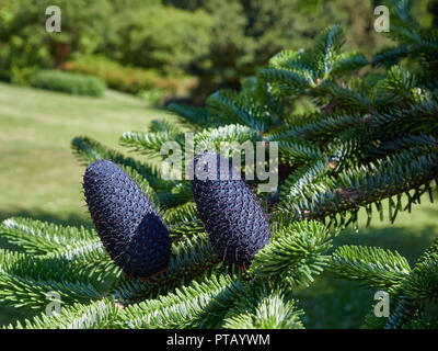 Coni Fir del Delavays Fir, Abies delavayi eretti sui rami degli alberi presso il St Andrews Botanic Gardens in Fife, Scozia. Foto Stock