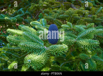 Un Fir Conesof il Delavays Fir, Abies delavayi eretti sui rami degli alberi presso il St Andrews Botanic Gardens in Fife, Scozia. Foto Stock