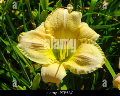 Giglio di giorno in fiore in un giardino sul retro a Cardiff, nel Galles del Sud, Regno Unito Foto Stock