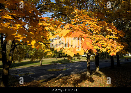Bel colore giallo e arancio autunno foglie di acero su sun, paesaggio, autunno sfondo sfocato e con parco giochi per bambini Foto Stock