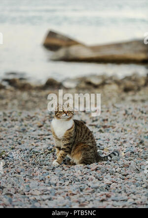 Divertente gatto grigio sulla spiaggia contro il mare. Messa a fuoco selettiva. Foto Stock
