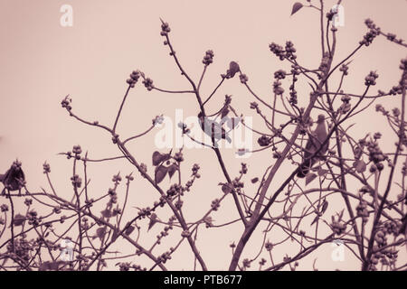 Gruppo di rosa-colli piccione verde (Treron vernans) gli uccelli sono appollaiate su sfrondato pieno e fruttato di Bodhi rami di alberi. Messa a fuoco selettiva Foto Stock