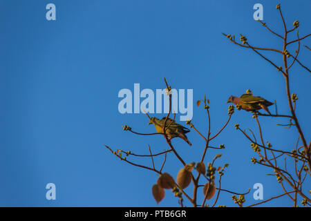 Gruppo di rosa-colli piccione verde (Treron vernans) gli uccelli sono appollaiate su sfrondato pieno e fruttato di Bodhi rami di alberi. Messa a fuoco selettiva Foto Stock