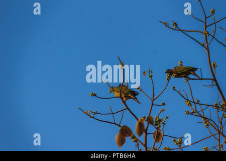 Gruppo di rosa-colli piccione verde (Treron vernans) gli uccelli sono appollaiate su sfrondato pieno e fruttato di Bodhi rami di alberi. Messa a fuoco selettiva Foto Stock