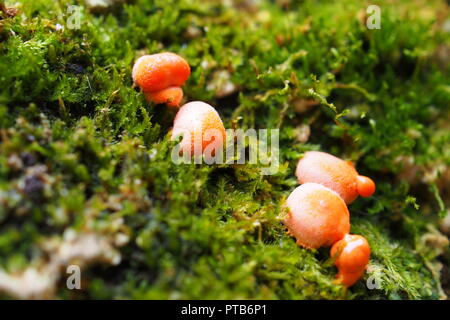 Piccolo fungo rosso crescente tra il muschio, Gatineau Park, Quebec, Canada. Foto Stock
