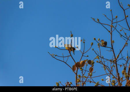 Gruppo di rosa-colli piccione verde (Treron vernans) gli uccelli sono appollaiate su sfrondato pieno e fruttato di Bodhi rami di alberi. Messa a fuoco selettiva Foto Stock