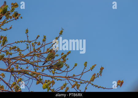 Gruppo di rosa-colli piccione verde (Treron vernans) gli uccelli sono appollaiate su sfrondato pieno e fruttato di Bodhi rami di alberi. Messa a fuoco selettiva Foto Stock