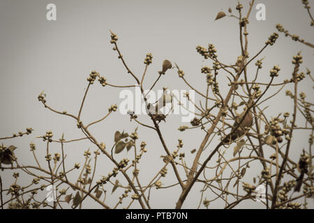 Gruppo di rosa-colli piccione verde (Treron vernans) gli uccelli sono appollaiate su sfrondato pieno e fruttato di Bodhi rami di alberi. Messa a fuoco selettiva Foto Stock