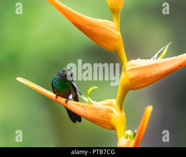 Colibrì dalle rugole di rame, Amazilia tobaci, che si nutre di un prange tropicale di fiori di Heliconia. Foto Stock