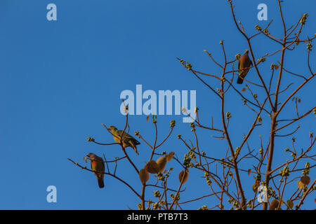 Gruppo di rosa-colli piccione verde (Treron vernans) gli uccelli sono appollaiate su sfrondato pieno e fruttato di Bodhi rami di alberi. Messa a fuoco selettiva Foto Stock