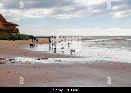 Un gruppo di persone che prendono i loro cani per un pomeriggio a piedi lungo la spiaggia a Exmouth, Devon, Inghilterra. Il 20 marzo 2018 Foto Stock