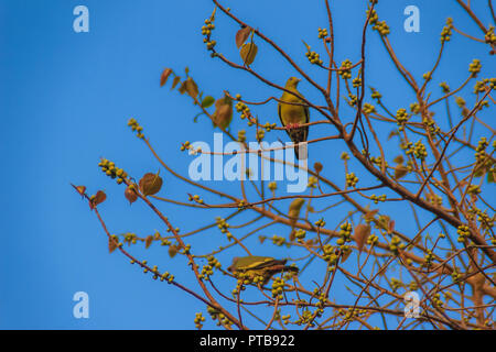 Gruppo di rosa-colli piccione verde (Treron vernans) gli uccelli sono appollaiate su sfrondato pieno e fruttato di Bodhi rami di alberi. Messa a fuoco selettiva Foto Stock