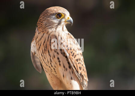 Femmina di grillaio arroccato su roost. Animale ferito a bird rescue center, Spagna Foto Stock