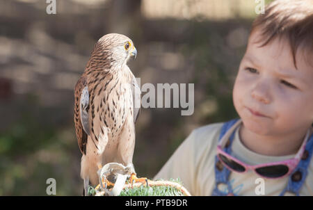 Bambino ragazzo con feriti grillaio a bird rescue center. Educazione ambientale per bambini concept Foto Stock