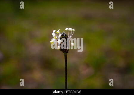 Fiori in mezzo al Parco Metropolitano di Quito con una quasi sfondo bokeh di fondo Foto Stock