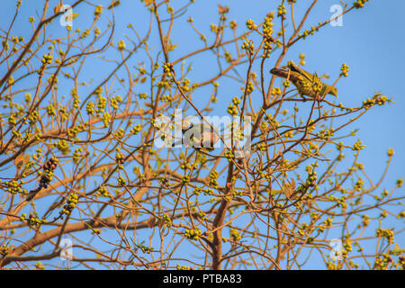 Gruppo di rosa-colli piccione verde (Treron vernans) gli uccelli sono appollaiate su sfrondato pieno e fruttato di Bodhi rami di alberi. Messa a fuoco selettiva Foto Stock