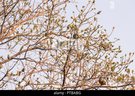 Gruppo di rosa-colli piccione verde (Treron vernans) gli uccelli sono appollaiate su sfrondato pieno e fruttato di Bodhi rami di alberi. Messa a fuoco selettiva Foto Stock