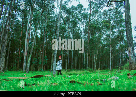 Nel bosco Foto Stock