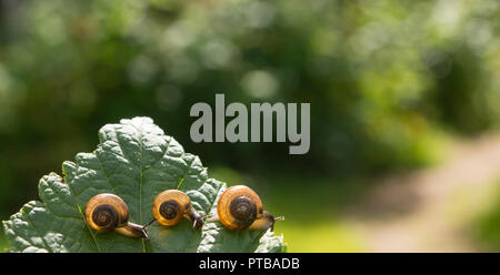 Tre Lumache giardino strisciare tra di loro su un foglio di ribes nero Foto Stock