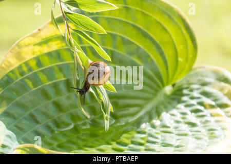 Giardino lumaca strisciare su un ramo che pende sulla foglia hosta Foto Stock