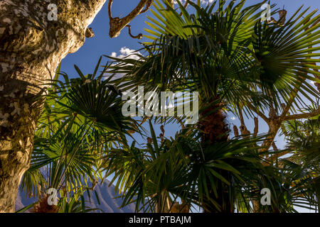 L'Europa, Italia, Lecco, lago di Como, un gruppo di palme vicino ad un albero Foto Stock