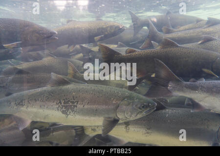 Una vista subacquea del gruppo di salmone selvatico Foto Stock