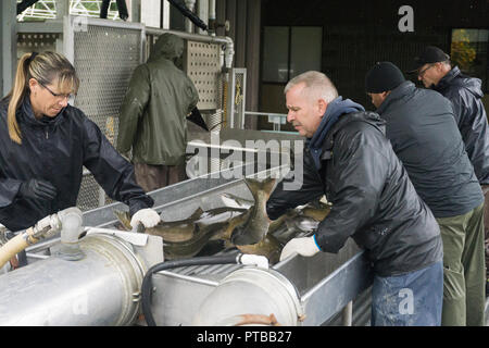 COURTENAY, Canada - 24 settembre 2018: i lavoratori a Salmon Hatchery in Canada ordinare pesce da specie. Foto Stock