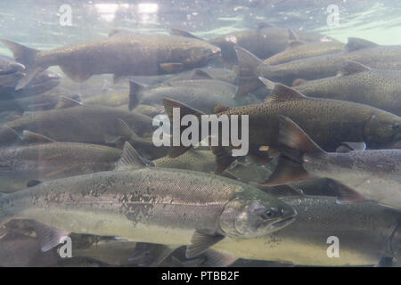 Una vista subacquea del gruppo di salmone selvatico Foto Stock