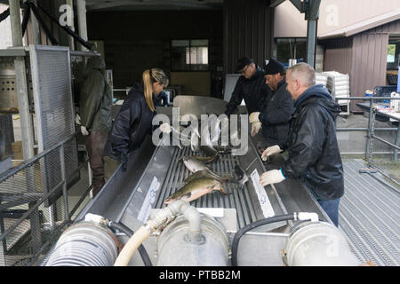 COURTENAY, Canada - 24 settembre 2018: i lavoratori a Salmon Hatchery in Canada ordinare pesce da specie. Foto Stock