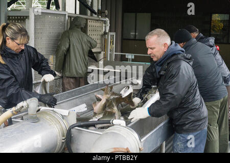 COURTENAY, Canada - 24 settembre 2018: i lavoratori a Salmon Hatchery in Canada ordinare pesce da specie. Foto Stock