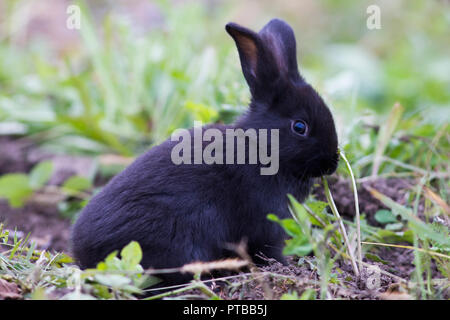 Carino baby coniglietti in natura Foto Stock