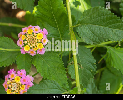 Lantana Camera, Wild Sage Plant Foto Stock