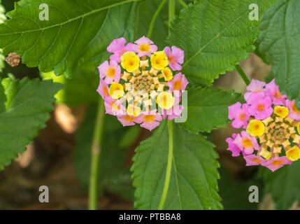 Lantana Camera, Wild Sage Plant Foto Stock