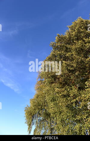 Alberi sulla destra contro il cielo blu sullo sfondo a sinistra a inizio autunno Foto Stock