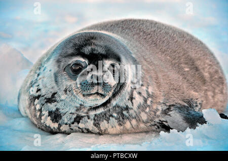 Della guarnizione - guarnizione inanellato (Pusa hispida), che giace nella neve in una giornata di sole e guardando la telecamera. Close-up. Antartico Foto Stock