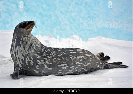 Della guarnizione - guarnizione inanellato (Pusa hispida), che giace nella neve in una giornata di sole e guardando la telecamera. Close-up. Antartico Foto Stock