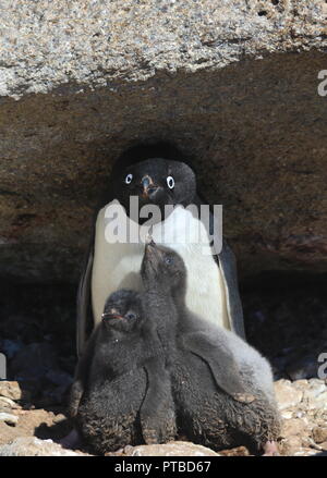 Adelie penguin pulcino. Giornata di sole, neve. Close-up Foto Stock