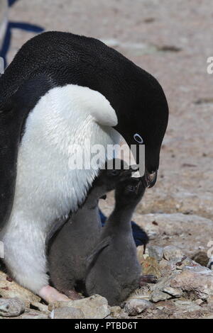 Adelie penguin pulcino. Giornata di sole, neve. Close-up Foto Stock