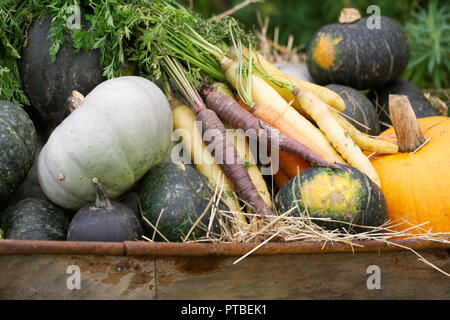 La Cucurbita maxima. Zucche e carote della RHS Malvern mostra d'autunno. Foto Stock