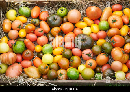 Lycopersicon esculentum. Pomodori sul display a RHS Malvern mostra d'autunno. Foto Stock