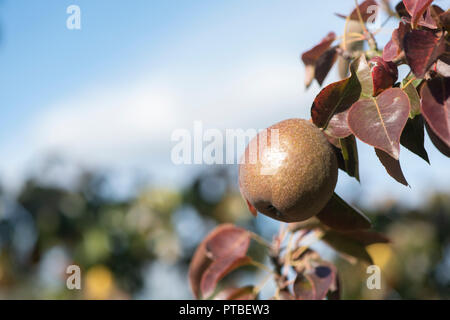 Pyrus communis. Nero Worcester Pear Tree con frutti in autunno. Regno Unito Foto Stock