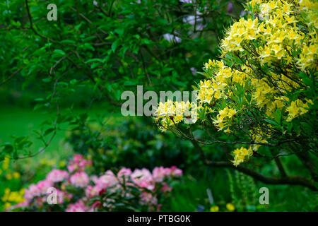 Rhododendron luteum,giallo,azalea azalea caprifoglio, legno,woodland,albero arbusto,,arbusti,RM Floral Foto Stock