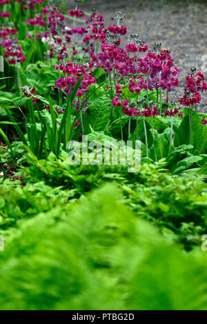 Matteuccia struthiopteris,volano,struzzo fern,felci,verde lime,fronde,dimorphic, sterili,all'ombra,ombroso ombreggiate,primula japonica mugnai crimson,legno, Foto Stock