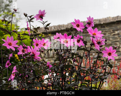 Giallo centrato, ricchi di fiori di magenta del buio lasciato a metà estate hardy lettiera vegetale, Dahlia 'Magenta Star' Foto Stock