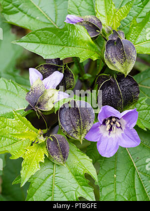 Gonfiato dark boccioli e fiori blu di hardy annuale "Apple del Perù, Nicandra physalodes Foto Stock