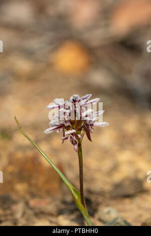 Prasophyllum cucullatum, incappucciati Porro Orchid Foto Stock